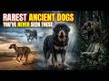 5 Rarest Ancient Dog Breeds That Once Guarded Humans… Now Almost Gone