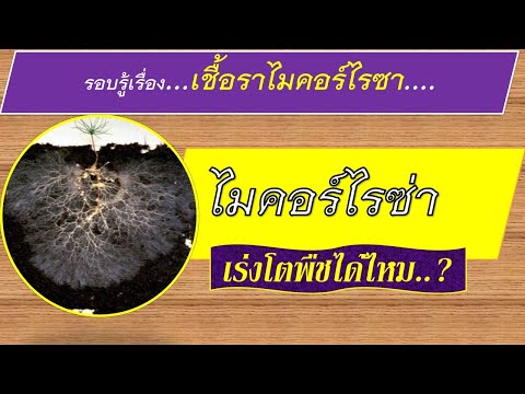 วีดีโอ: Endomycorrhizae ชนิดใดที่ Glomeromycetes มีและมีความพิเศษอย่างไร?