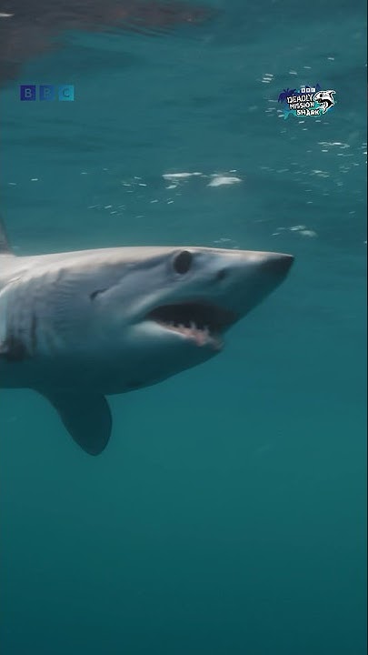 How fast do sharks swim? 🦈 Deadly Mission Shark with Steve Backshall