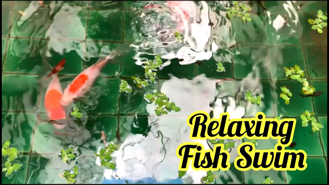 Relaxing Fish ASMR 🐠 - YouTube