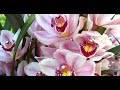 Орхидея Цимбидиум. Уход в период активного роста
