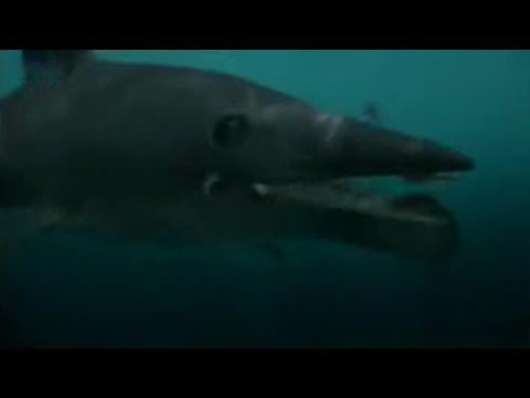 The Great White Sharks&rsquo; Ancient Ancestor: The Helicaprion | BBC Studios