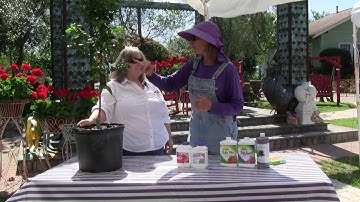 How to Treat Citrus Leafminer