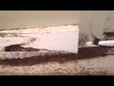 A bed bug infestation - YouTube
