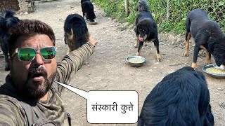 कभी बीमार नहीं होते यह Bhotia dogs Dog Food क्या देते हैं Bhotia Dogs को Uttrakhand के लोग