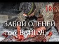 Забой оленей на Вайгаче - остров между Баренцевым и Карским морями