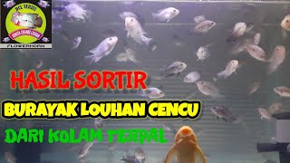 Hasil Sortir Progres Burayak Louhan Cencu Dari Kolam Terpal #louhan #ikanhias #breeder #dclseries