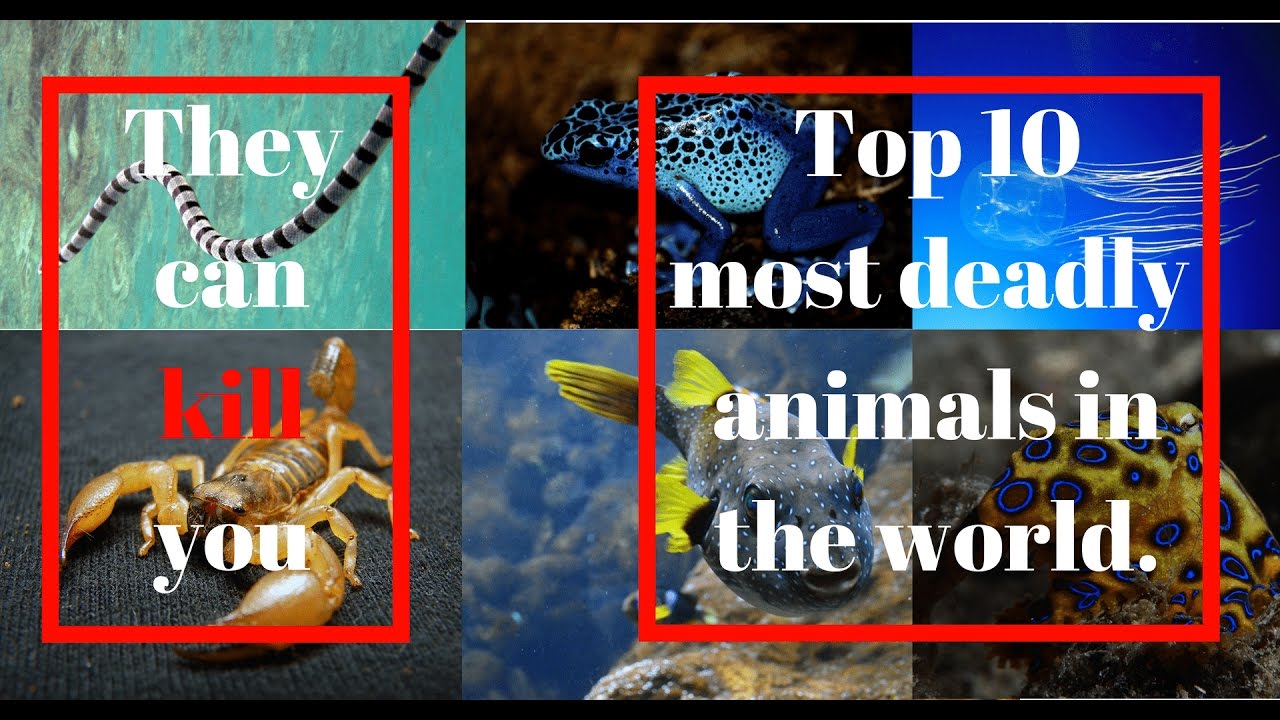 Top 10 Poisonous Animals in the world - YouTube
