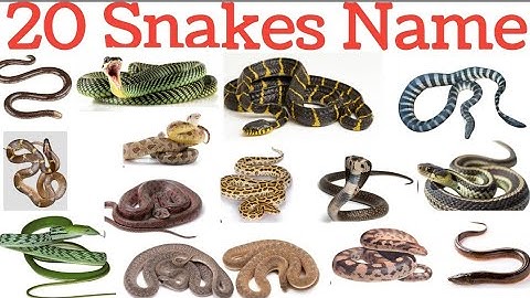 20 Snakes Name in English For Kids | Learn Snake Species With Pictures and facts | Reptiles Video
