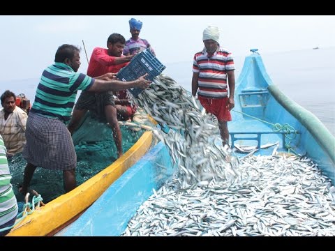 Fishermen in A Boat catching Fish in The Ocean 