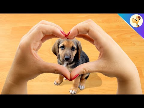 Видео: Всичко за съвместните добавки за кучета