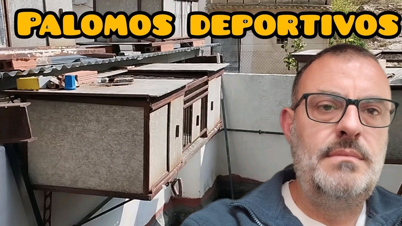 ¿ Porque hay palomos que no quieren emparejarse ? Está es la razón 🙂