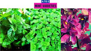 Mint Varieties A to Z