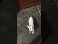 দুষ্টামি🥰#shorts #foryou #trending #kitten #vairalvideo #duet #funnymoment