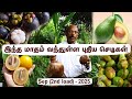 September 2nd Load வந்துவிட்டது! 🌳Pepper Plant, Thai All Season Mango & Exotic Jackfruit 🌴