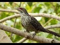 Burung Tuwu Burung Penuh Mitos dan Berharga Tinggi