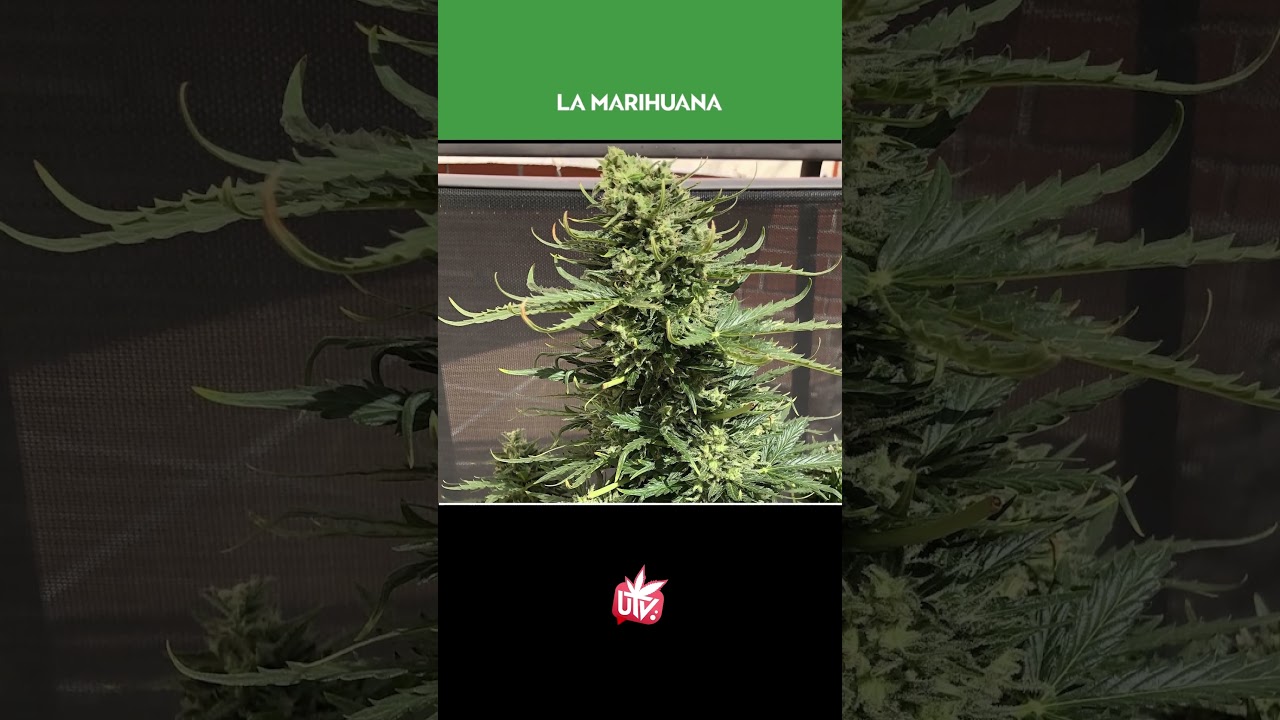 LAS 7 MEJORES AUTOFLORECIENTES SATIVAS