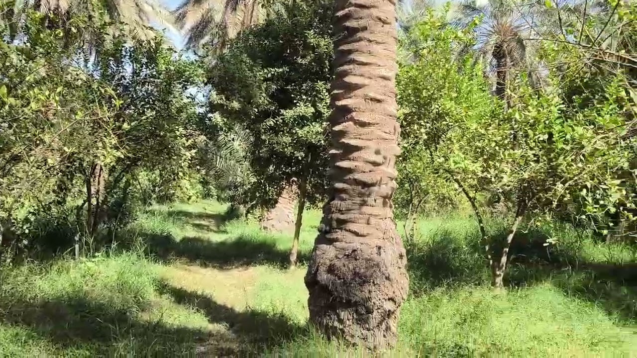 بستان ٦ دونم مع ٣ بيت العنوان المسيب سعر الدونم ١٦٠ مليون ٠٧٨٠٣٣٦٥٢٠٧/٠٧٧٣٦٠٣٣٨٨٩