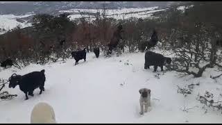 tokat serpin yaylası emmioğlu keçiyi çalıya sürmüş