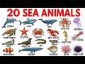 बच्चों के लिए समुद्री जानवरों के नाम,20 Sea Animals Name Hindi & English | Sea Animals Name for kids