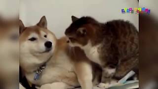 Смешное видео про собак и кошек. #1 Смешное видео про собак и кошек. #1