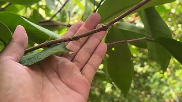 Mận an phước ở Trinh phú Kế sách ST sau khi dùng SP tạo mầm và kích bông của cty Minh Quân??