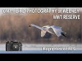 OM1 - Bird Photography at Welney Wildfowl and Wetland Trust Reserve using the 150-400mm lens