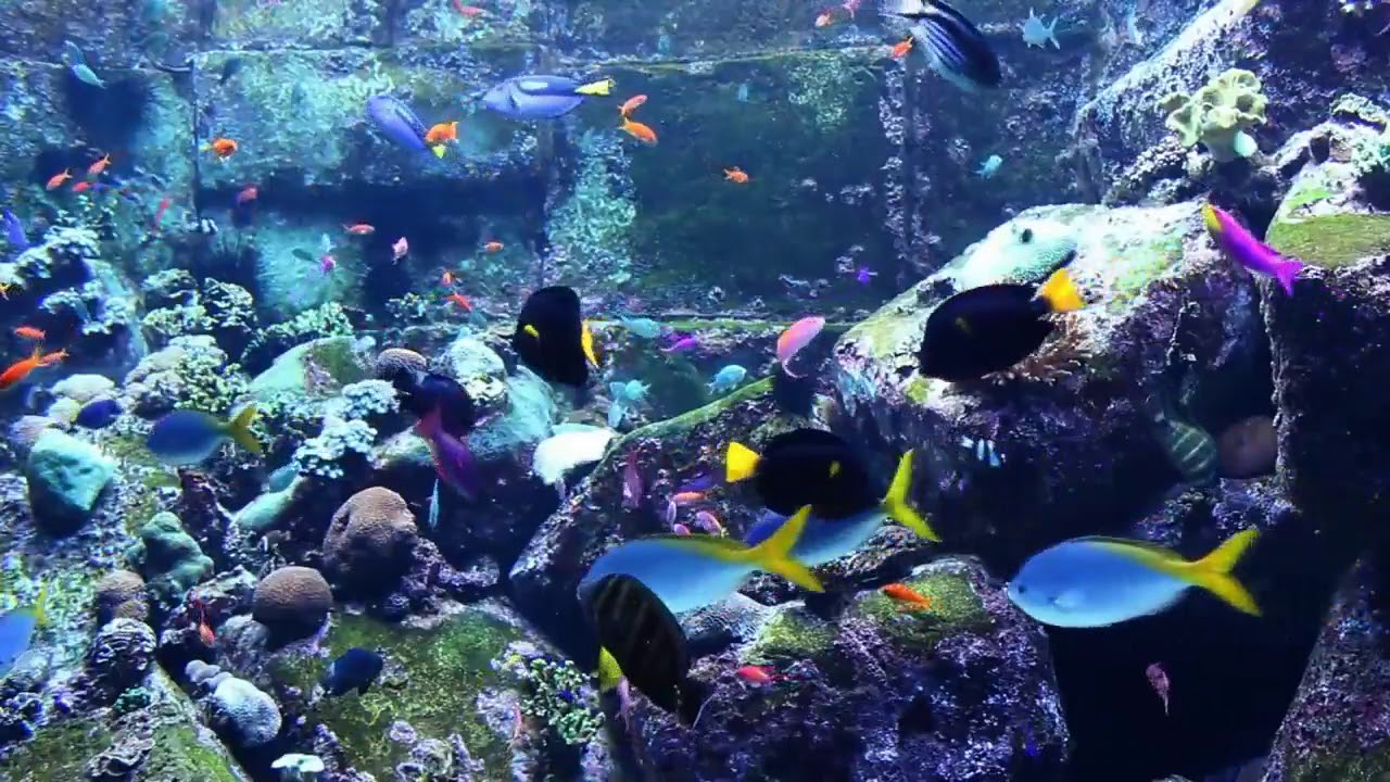 CORAL REEF AQUARIUM COLLECTION   12 HOURS  BEST RELAX 