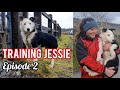 EP. 2 TRAINING JESSIE - Jessie's first sheepdog training sessions