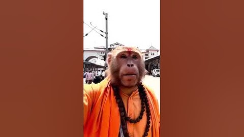 Monkey Ai vlog. vairl vlog monkey, kedarnath monkey vlog, #aivlogger #monkeyvideo #monkey vlogs