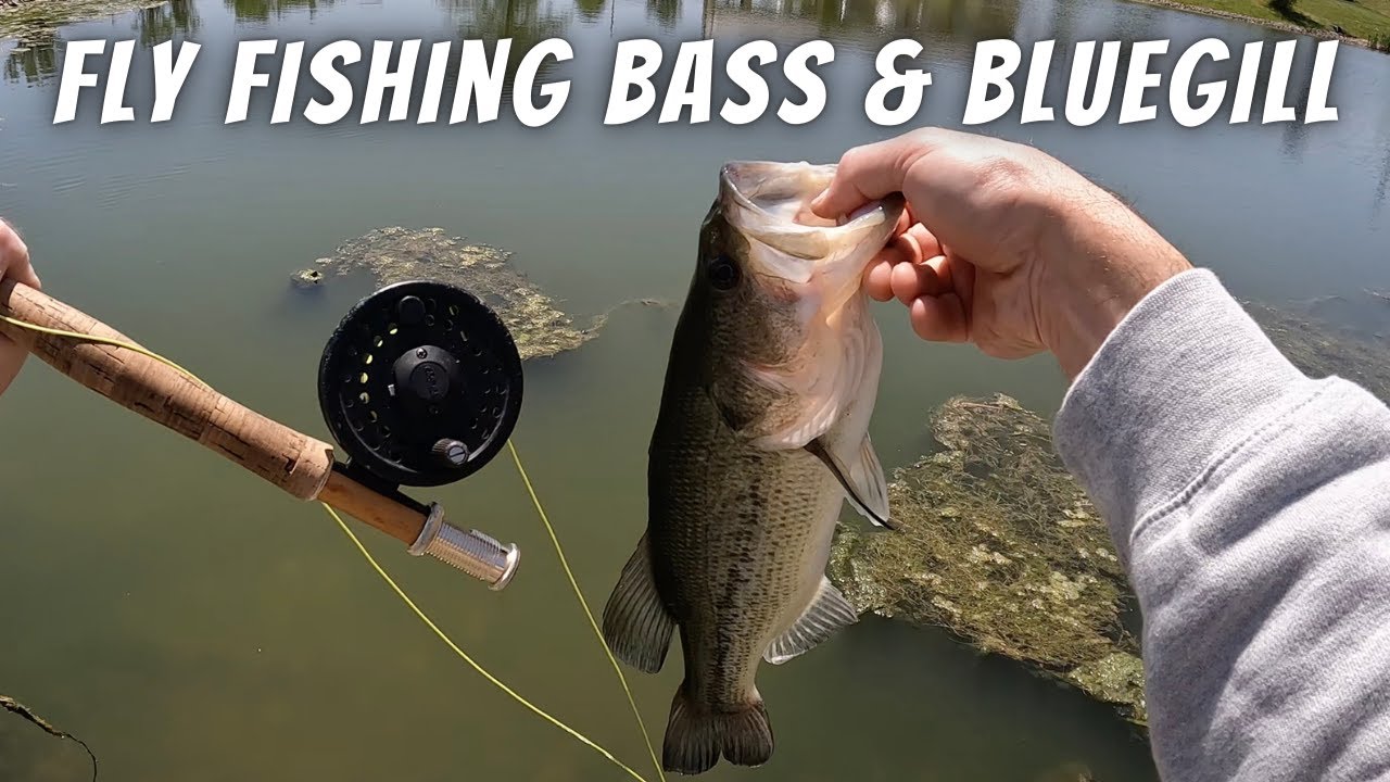 Fly Fishing For Bluegill and Bass On Spawning Beds (How To Catch