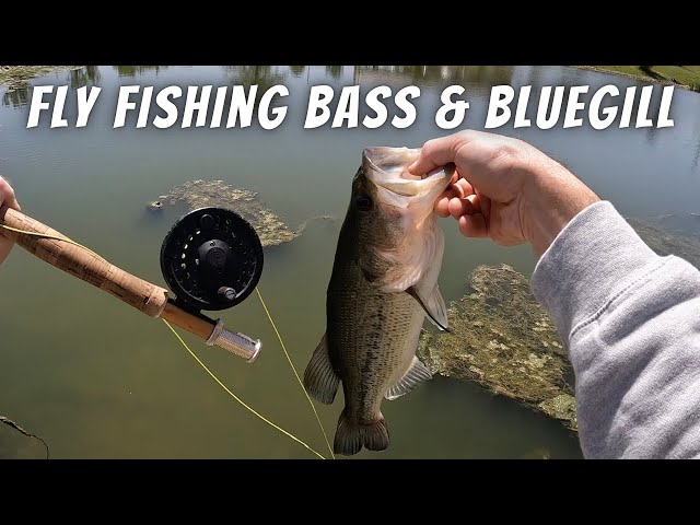 Fly Fishing For Bluegill and Bass On Spawning Beds (How To Catch Panfish/Bass  With A Fly Rod) 