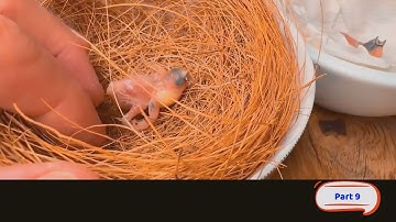 The Smallest Bird 🦜 you