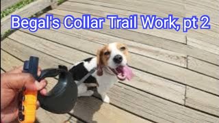 Begal's Collar Conditioning on Trail Distractions!