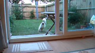 Lara and Max chase game by Joan Clarke 9 views 4 years ago 8 seconds