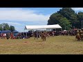 Item 5 Galue Traditional Dance At The National Mask Warwagira Festival 2025 Item 5 Galue Traditional Dance At The National Mask Warwagira Festival 2025
