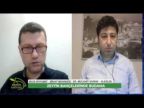 ZEYTİN TAKVİMİ -