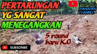 ▶️🔴 PERTARUNGAN PIKAT CENGKRAM VS BL SANGAT MENEGANGKAN @KutilangPikat86