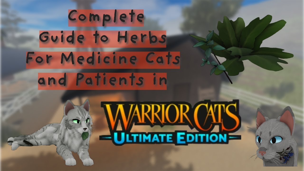 Warrior Cats Guide