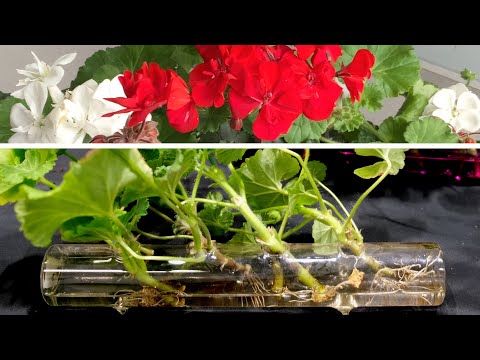 Video: Vermeerdering Van Geranium (32 Foto's): Hoe Vermeerder Je Het Door Stekken? Geraniums Snijden In Het Voorjaar. Hoe Geraniums Planten Met Een Scheut Zonder Wortels?