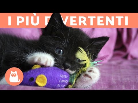 Video: Quali Giocattoli Scegliere Per Un Gatto