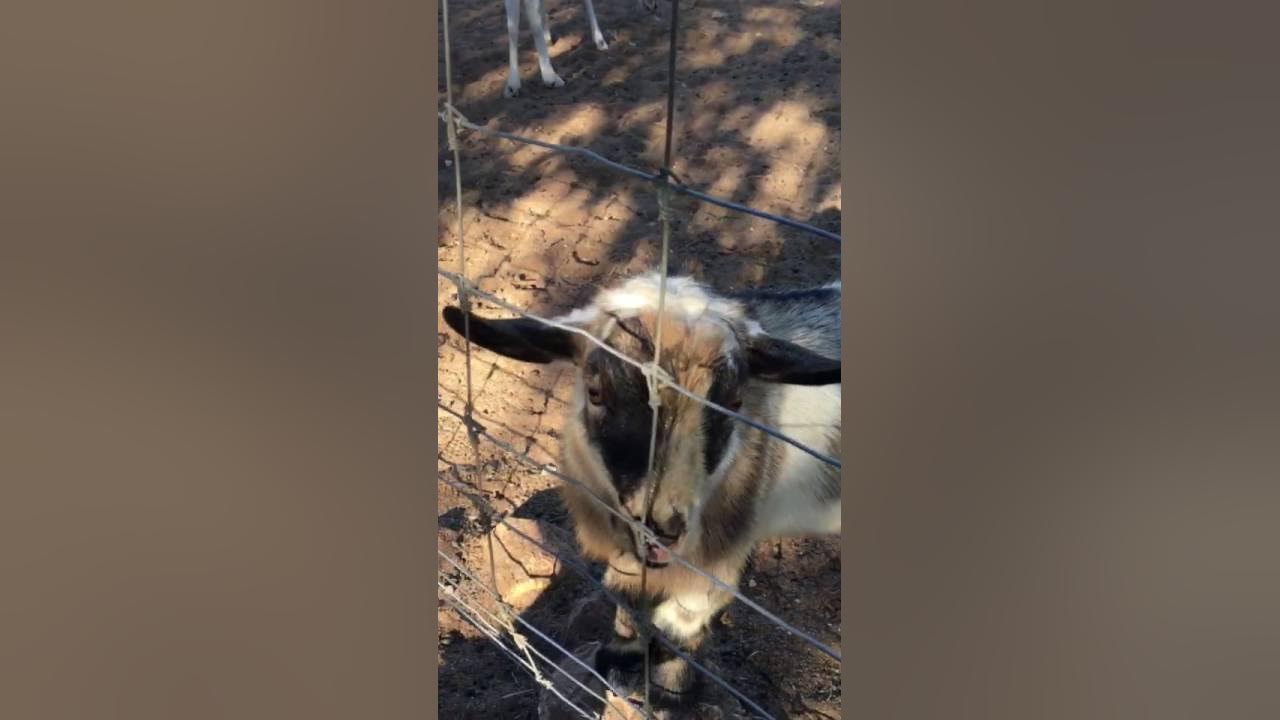 Goat Pee's on Face YouTube