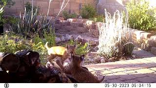 Bobcat Avery and Her Kittens Continued