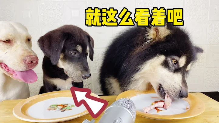 ASMR dog 狗狗们吃生肉类，铲屎官为了防止狗狗抢夺，用语气教育狗狗 - 天天要闻