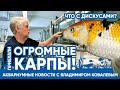 Аквариумные новости с Владимиром Ковалевым (06.05.2023). Приехали огромные карпы кои!