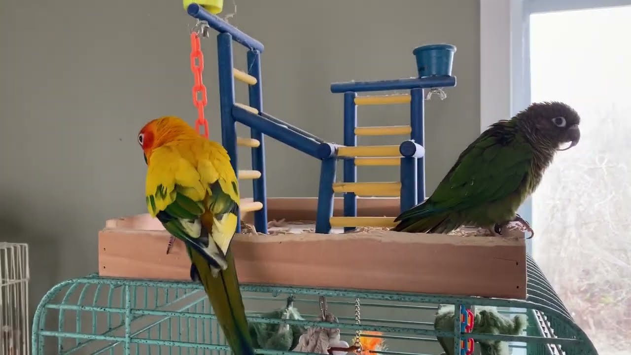 The Bird House YouTube