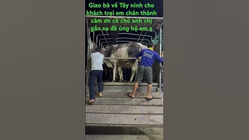 Giao bò về Tây ninh