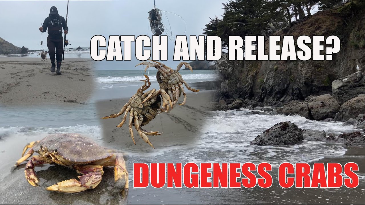 Catching lots of DUNGENESS crabs and releasing them? YouTube