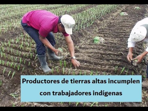Denuncian que productores de tierras Altas apoyaron paro para incumplir con trabajadores