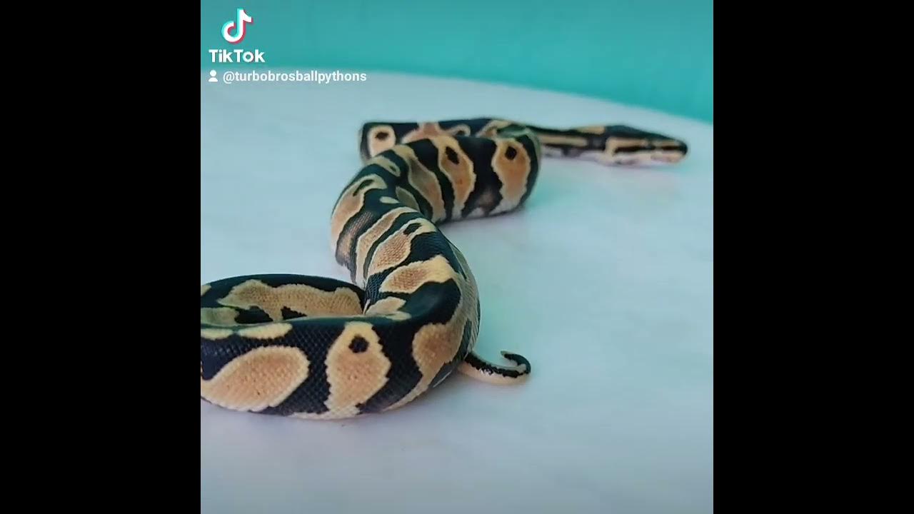Turbo Bros Ball Pythons Enchi OrangeDream #reptiles #snake #python # ...
